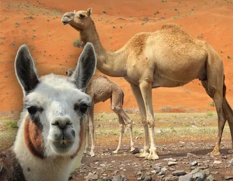 خون شتر و درمان آلزایمر