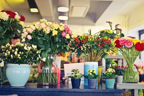 پرورش رز هلندی