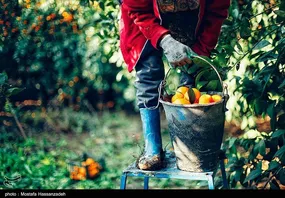 تصاویر زیبا از برداشت نارنگی در گلستان