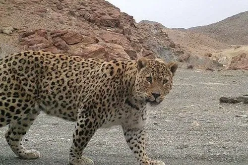 حملهٔ پلنگ به یک منزل در اسفراین