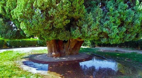 شست&zwnj;وشوی کهنسال&zwnj;ترین موجود زنده دنیا در ابرکوه