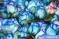 پرورش رز هلندی
