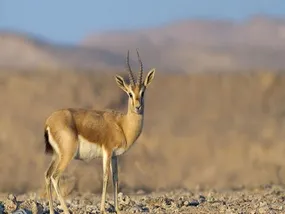 آشنایی با غزال ایرانی