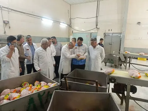 بازدید شبانه معاون اقتصادی استاندار گلستان از کشتارگاه‌های طیور استان