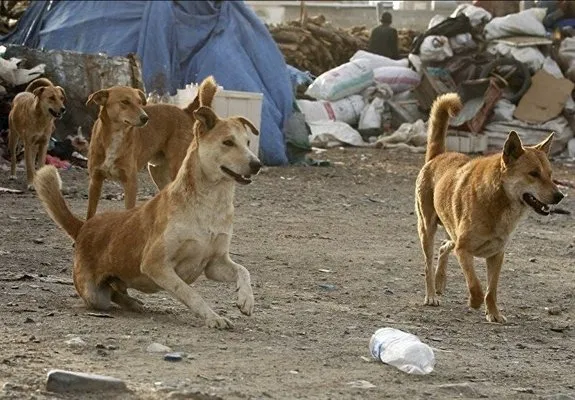 عقیم سازی سگ‌ها و گربه‌ها ۱۰ هزار میلیارد تومان بودجه می‌خواهد