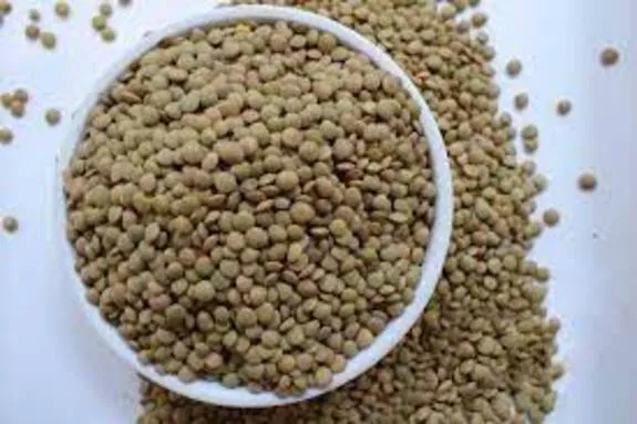 عدس نباید از سفره حذف شود