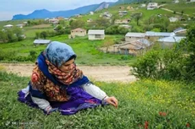 برداشت گل گاوزبان وحشی - ییلاقات گلستان