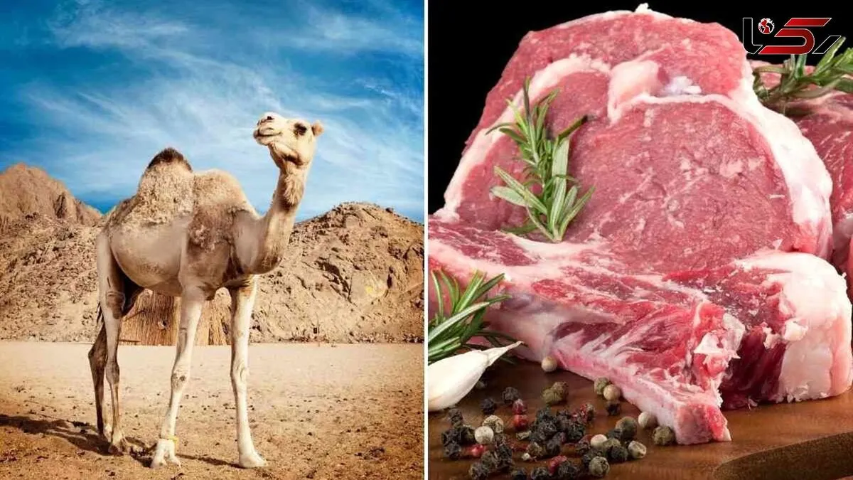 قیمت گوشت شتر نجومی شد