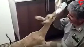 شیردادن به بره آهو توسط محیط‌بان + فیلم