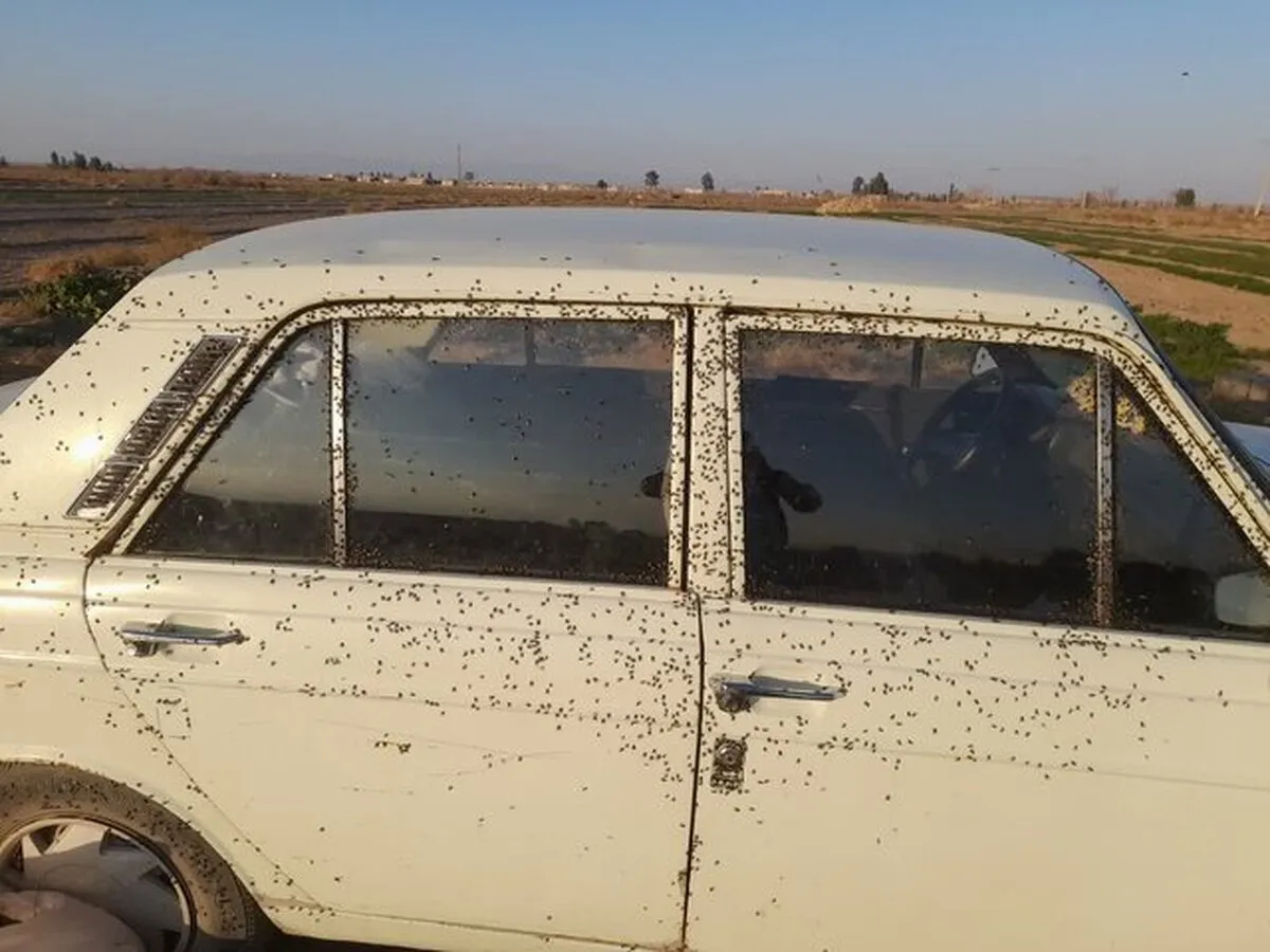 حمله مگس‌ها به روستا‌های اردستان
