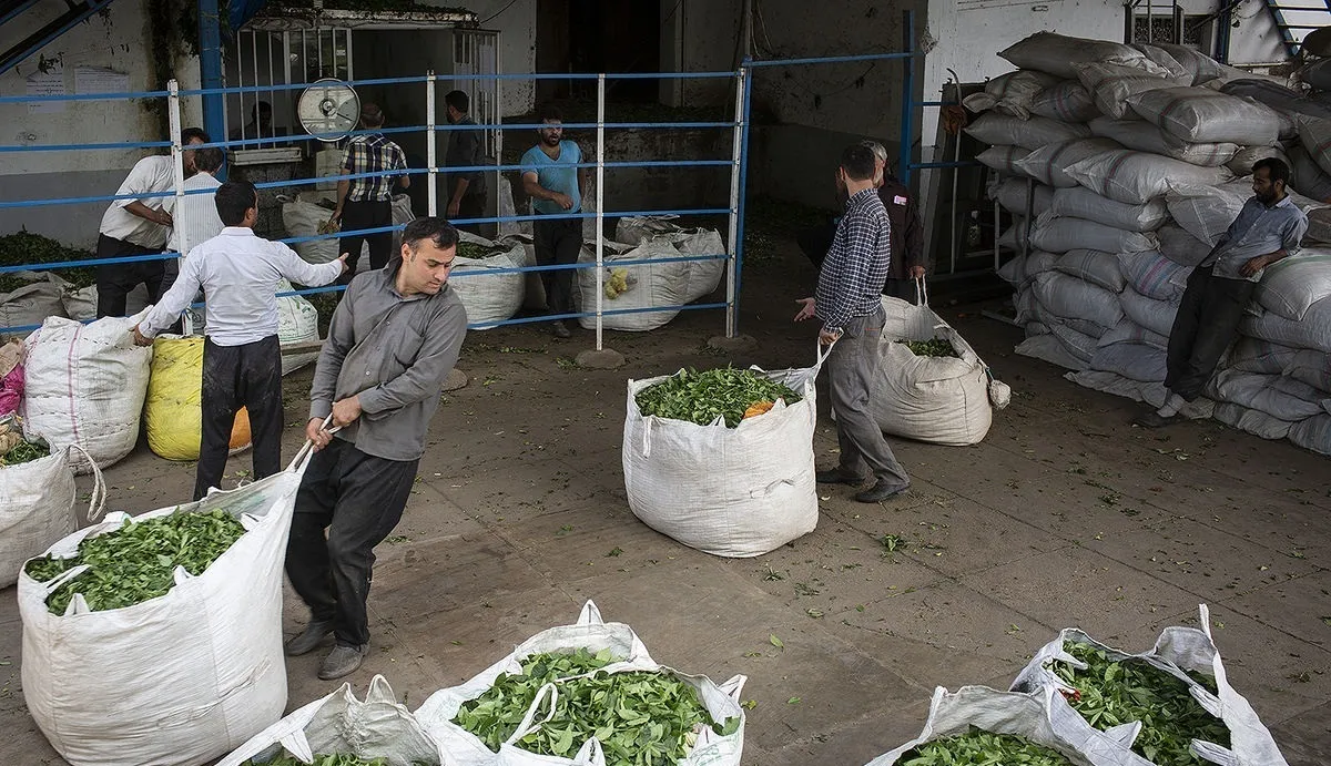 چای به سرنوشت برنج دچار شد؛ واردات در قبال خرید تولید داخل