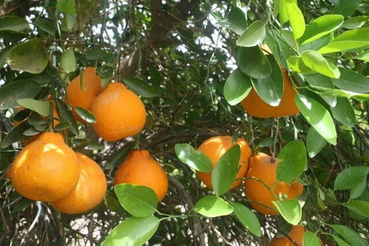 صدور محصولات باغی به خارج کشور بدون شناسنامه سخت می‌شود
