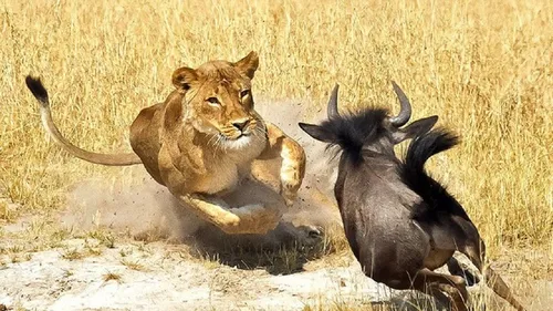 آشنایی با غزال ایرانی