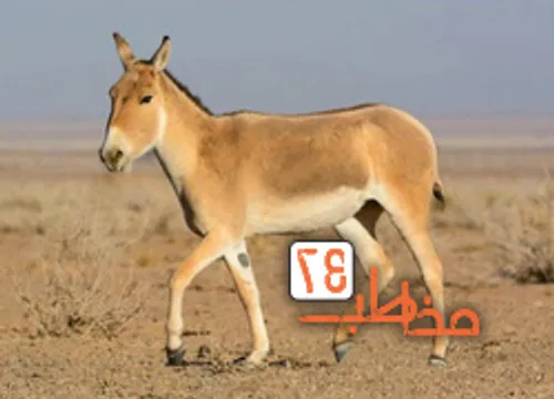 آشنایی با غزال ایرانی
