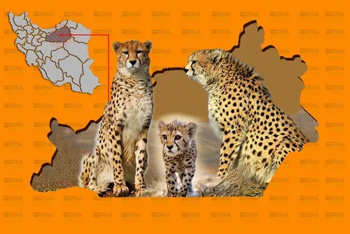 یوزپلنگ&zwnj;ها در سمنان جان تازه گرفتند!