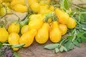 چگونه گوجه لامپی در خانه پرورش دهیم؟