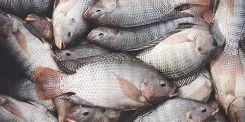 صید پره یا تور گستر در دریای خزر