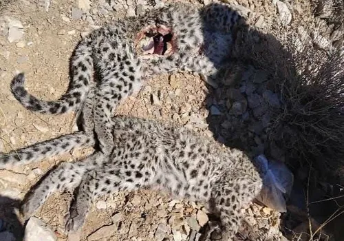 پلنگ ایرانی در سرمای منفی ۸ درجه پارک ملی گلستان
