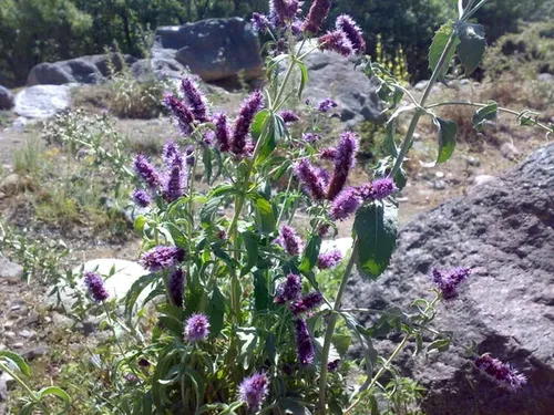 زیباترین غار نمکی جهان در قشم + عکس