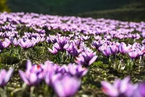 برداشت طلای سرخ در گلستان