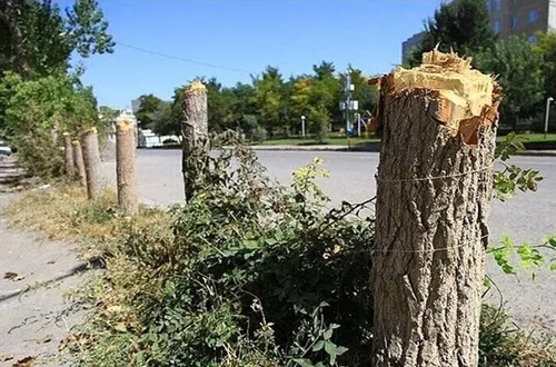 باغ سنگی؛ میوه‌هایی از جنس سنگ