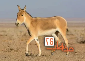 عبور لوله آب از زیستگاه گوزن زرد ایرانی