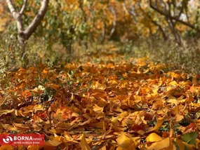 پاییز در شهریار